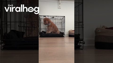 Goldendoodle Breaks Out of Cage || ViralHog