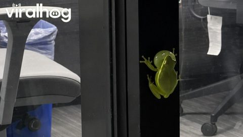 Tree Frog Beeps On Office Window || ViralHog