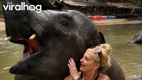 Elephant Smooches and Hugs || ViralHog