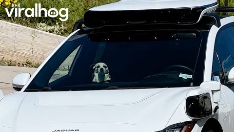 Dog Rides Solo in the Front Seat || ViralHog