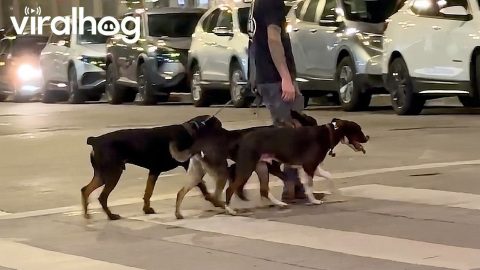 Well-Trained Dogs Spotted Crossing Denver Street In Sync || ViralHog