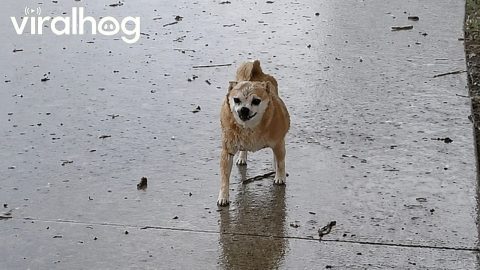 Florida Rain Doesn't Bother Senior Pup || ViralHog
