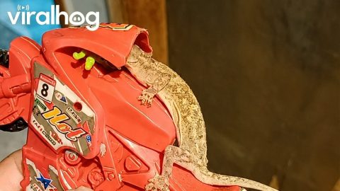 Lizard Rides Toy Motorcycle || ViralHog