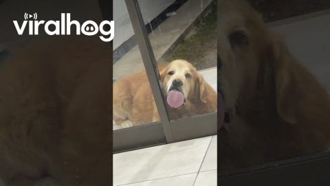 Wow This Glass Tastes Great || ViralHog
