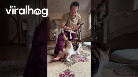Calico Cat Interrupts Samurai Sword Training || ViralHog