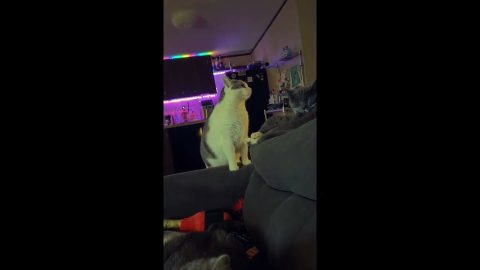 Sleeping Cat Rudely Awakened by a Slap || ViralHog