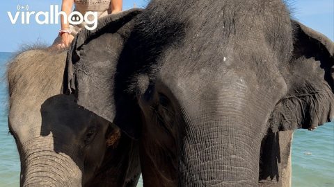 Elephant Tugs Man Out Of The Picture || ViralHog