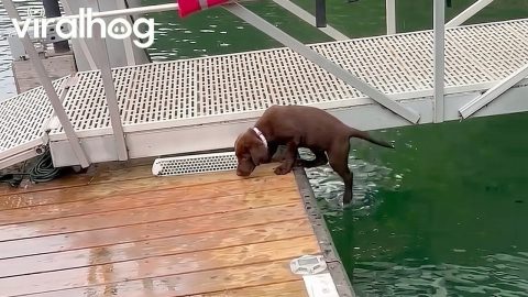 Puppy’s First Swim Lesson Starts With Accidental Flip || ViralHog|| ViralHog