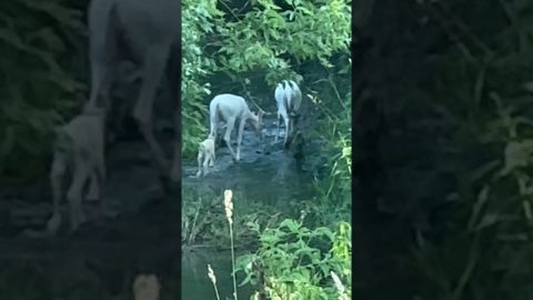 Rare Sighting of Albino Deer Family || ViralHog