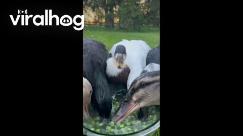 Nightly Peas With Waddling Ducks || ViralHog