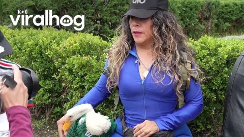 Merlin Duck Emerges as Unofficial Mascot of Mexico Fans at World Cup || ViralHog