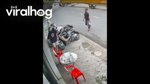 Corgi Topples Motorbikes Like Dominoes || ViralHog