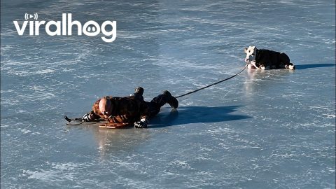 Man Rescues Trapped Calf on a Frozen Pond || ViralHog