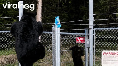 Black Bear Family Climbs Over Military Base Fence || ViralHog