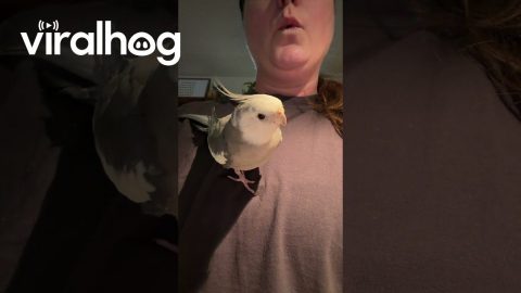 Opera Singer and Cockatiel Perform Duet || ViralHog