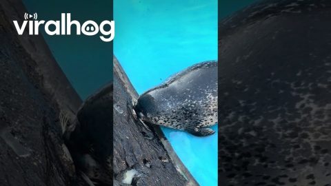 Seal Trying to Seal It Up || ViralHog