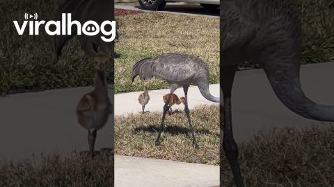 Sandhill Crane Mama and Babies || ViralHog
