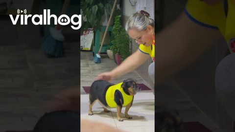 When Your Chunky Dog Wants to Sport Her Team's Colors || ViralHog