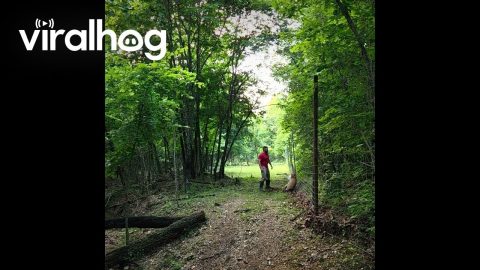 Man Rescues Stuck Doe When Checking Fences || ViralHog