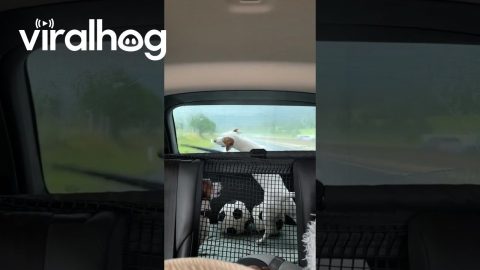 Windshield Wiper Fetch || ViralHog