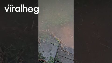 Flood Full of Spiders || ViralHog