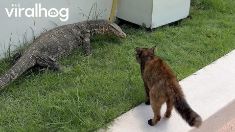 Curious Cat Gets Warned Off by Monitor Lizard || ViralHog
