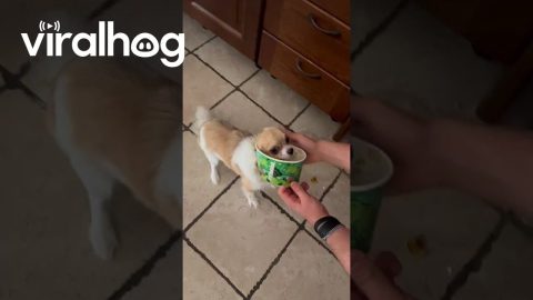 Puppy in a Takeout Box || ViralHog