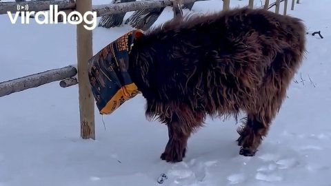Highland Cow Gets Head Stuck in Feed Bag || ViralHog