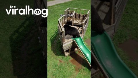 Bear Goes Down the Slide || ViralHog