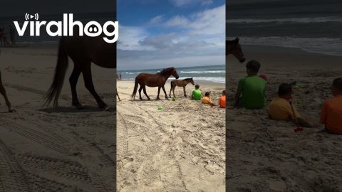 When Wild Horses Choose Your Family || ViralHog