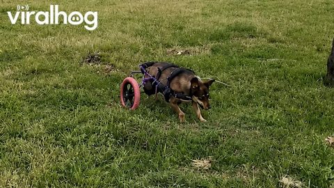 Running Dog In Wheelchair Tumbles Over Curb || ViralHog
