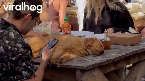 Golden Retriever Puppy Takes a Picnic Table Nap || ViralHog