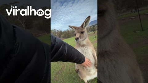 Scratching Kangaroo's Belly || ViralHog