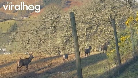 Scottish Deer Doesn't Make the Jump Over Tall Fence || ViralHog