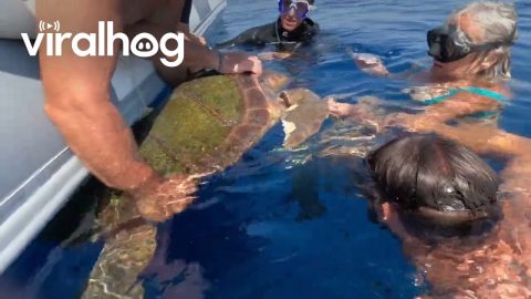 Cut and Free: Saving an Entangled Sea Turtle || ViralHog