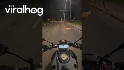 Stopping to Let a Dog Cross the Road || ViralHog