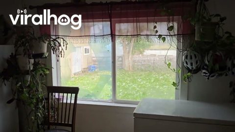 Large Hailstones Break Glass Window || ViralHog