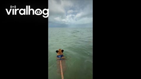 Fred and His Dolphin Friend || ViralHog