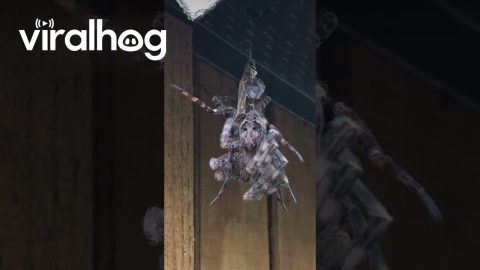 Massive Fisher Spider Molting || ViralHog
