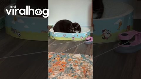 Cat Is Completely Unimpressed With New Toy || ViralHog