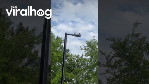 Man Has Beef With Bird || ViralHog