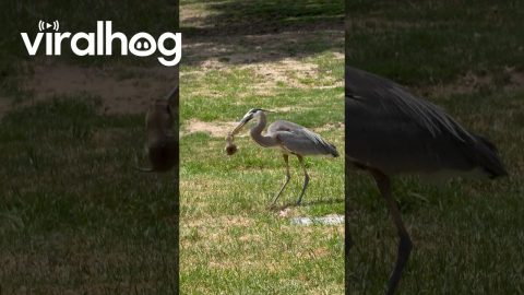Heron Hunting || ViralHog
