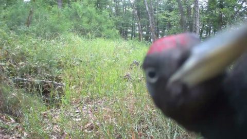 Curious Black Woodpecker Beats Trail Cam Like a Drum || ViralHog