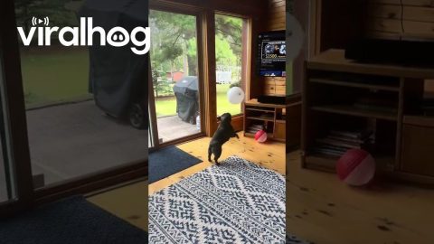 Frenchie Never Lets the Balloon Touch the Floor || ViralHog