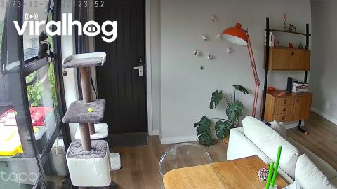 Outdoor Cat Gets Stuck in Window || ViralHog