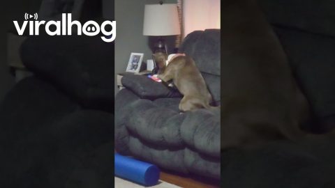 Doggo Caught Doom Scrolling || ViralHog