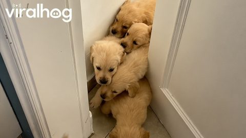 Golden Retriever Puppies Pile Out From Opened Door || ViralHog