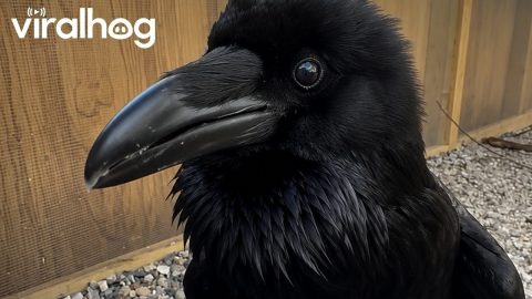Rescued Raven Learned To Replicated Keeper's Voice || ViralHog