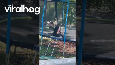 Mama Bear and Cubs Play on Trampoline || ViralHog