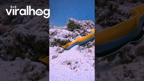 Following a Beautiful Blue and Yellow Ribbon Eel || ViralHog